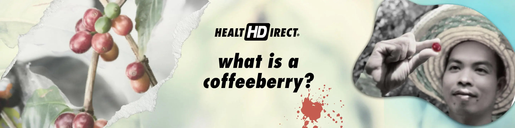 Coffeeberry or coffee fruit is the juicy fruit around the coffee bean