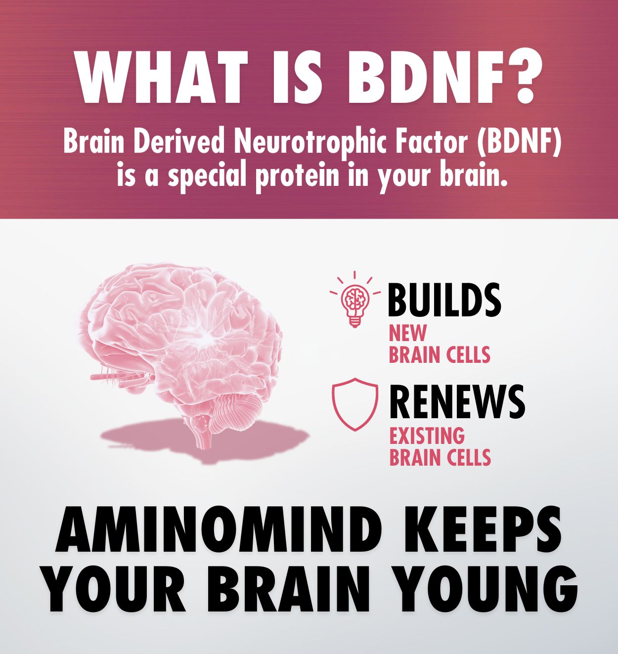 What is BDNF? AminoMind Keeps Your Brain Young
